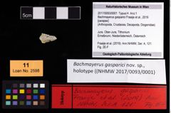 Foto (Objekt + Etikett) von Bachmayerus gasparici (Fraaije et al., 2019)  (NHMW-GEO-2017-0093-0001)